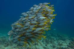 Cape Verdes Diving Centre - Sal Island. 